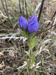 Gentiana catesbaei