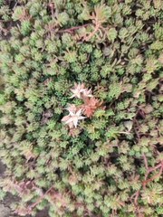 Sedum pallidum