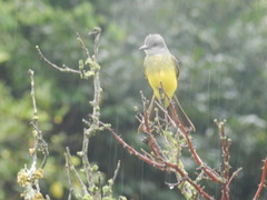 Tyrannus melancholicus