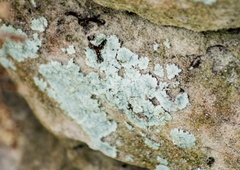 Lepraria finkii