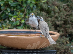 Philemon citreogularis