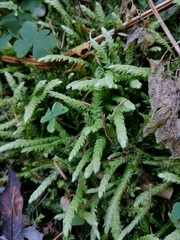 Plagiothecium undulatum