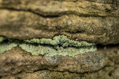 Lepraria finkii