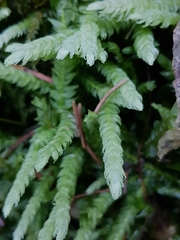 Plagiothecium undulatum