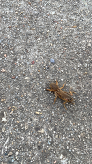 Neoscapteriscus vicinus