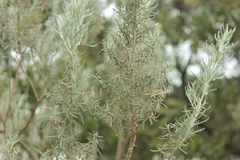 Olearia axillaris