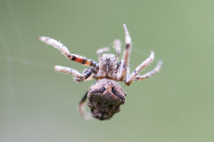 Parawixia