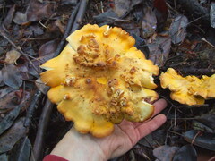 Cantharellus cascadensis