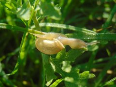 Bulimulus bonariensis