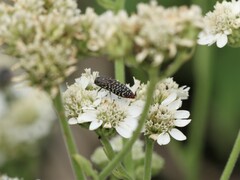 Acmaeodera haemorrhoa