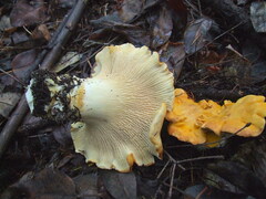 Cantharellus cascadensis