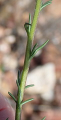 Phyllopodium elegans