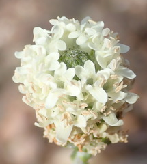 Phyllopodium elegans