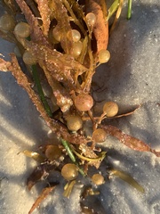 Sargassum fluitans