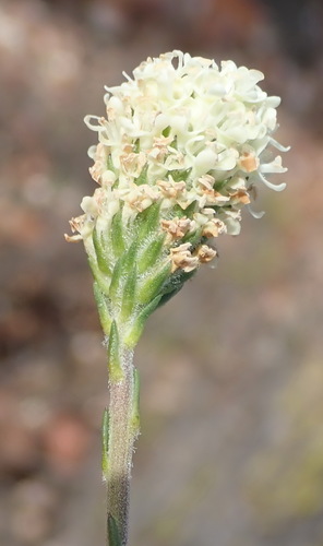 Image of Phyllopodium elegans by (c) Nicola van Berkel, some rights reserved (CC BY-SA)