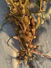 Sargassum fluitans