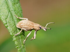 Leptopius robustus