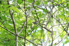 Uropsila leucogastra