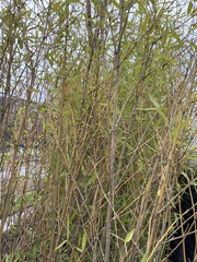 Tuberolachnus salignus