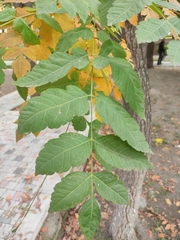 Koelreuteria paniculata