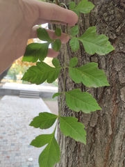 Koelreuteria paniculata