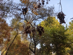 Koelreuteria paniculata