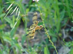 Celithemis eponina