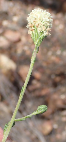 Image of Elegant Capewort (Phyllopodium elegans) by (c) Nicola van Berkel, some rights reserved (CC BY-SA)