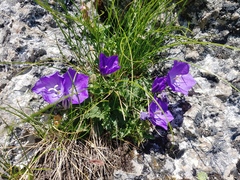 Campanula carpatica