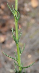 Phyllopodium elegans