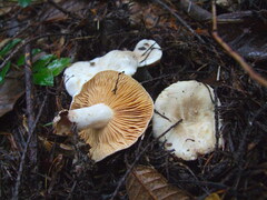 Lactarius pallidiolivaceus