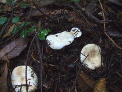 Lactarius pallidiolivaceus