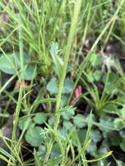 Brachyscome spathulata