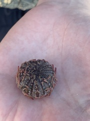 Lytechinus variegatus