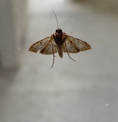 Lepidoptera