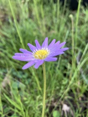 Brachyscome spathulata