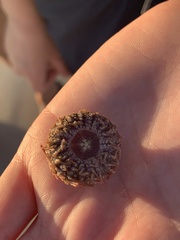 Lytechinus variegatus