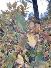 Quercus havardii