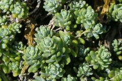 Crassula moschata