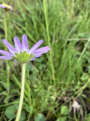 Brachyscome spathulata