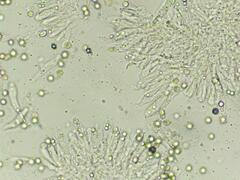 Lactarius pallidiolivaceus