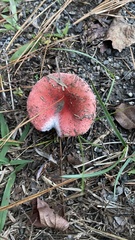 Russula rhodocephala