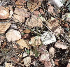 Phyllopodium elegans