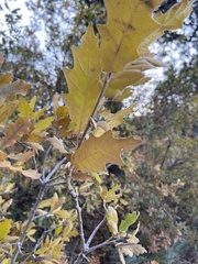 Quercus havardii