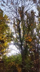 Koelreuteria paniculata