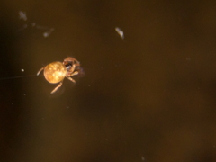 Araneus iviei