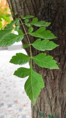 Koelreuteria paniculata