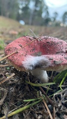 Russula rhodocephala