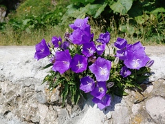 Campanula carpatica