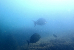 Acanthurus xanthopterus